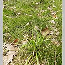 Carex pallens (turzyca bladozielona)