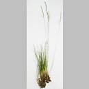 Festuca unifaria (kostrzewa sitowata)