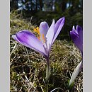 Crocus scepusiensis (krokus spiski)