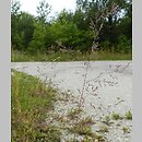 Agrostis gigantea (mietlica olbrzymia)