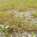 Agrostis stolonifera (mietlica rozłogowa)