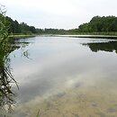 Hydrilletum verticillatae - zespół przesiąkry okółkowej