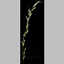 Trisetum sibiricum (konietlica syberyjska)
