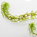 Hydrilla verticillata (przesiąkra okółkowa)