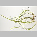 Zostera marina (zostera morska)