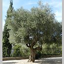 Olea europaea (oliwka europejska)
