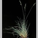 Festuca polesica (kostrzewa poleska)