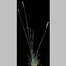 Festuca pseudovina (kostrzewa nibyowcza)