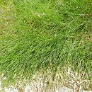 Festuca gautieri (kostrzewa Gautiera)