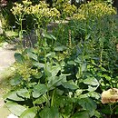 Senecio umbrosus (starzec cienisty)