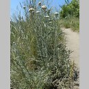 Achillea setacea (krwawnik szczecinkolistny)