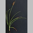 Blysmus compressus (ostrzew spłaszczony)