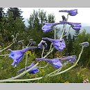 Delphinium elatum ssp. nacladense (ostróżka wyniosła wschodniokarpacka)