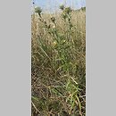 Carlina intermedia (dziewięćsił pośredni)