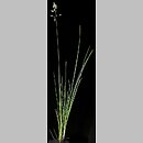 Poa angustifolia (wiechlina wąskolistna)