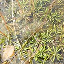 Littorelletalia uniflorae - zb. brzegowe wód ±oligotroficznych
