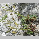 Draba stellata