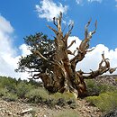Pinus longaeva