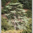 Cedrus brevifolia (cedr cypryjski)
