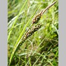 Carex dacica (turzyca dacka)