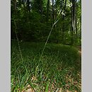 Festuca drymeia (kostrzewa górska)