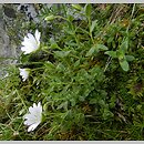 Cerastium uniflorum (rogownica jednokwiatowa)