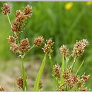 Luzula pallescens (kosmatka blada)