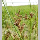 Juncus balticus (sit bałtycki)