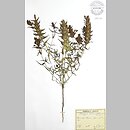 Melampyrum barbatum (pszeniec brodaty)