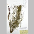 Melilotus wolgica (nostrzyk wołżański)