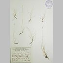 Festuca rupicaprina (kostrzewa kozia)