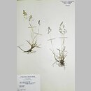Poa subcaerulea (wiechlina równoplewa)