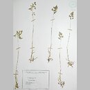 Poa badensis (wiechlina badeńska)