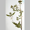 Bidens radiata (uczep śląski)