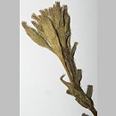 Oenothera perangusta (wiesiołek zwężony)