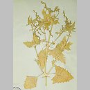 Atriplex calotheca (łoboda zdobna)