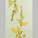 Atriplex longipes (łoboda szypułkowa)