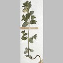 Euphrasia curta (świetlik zwarty)