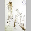 Poa glauca (wiechlina sina)