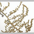 Suaeda maritima (sodówka nadmorska)