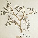 Apium inundatum (selery wodne)