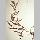 Polygonum oxyspermum s.str. (rdest nadbrzeżny)