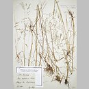 Deschampsia wibeliana