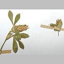 Trifolium striatum (koniczyna kreskowana)