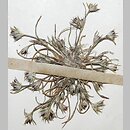 Juncus minutulus (sit maleńki)