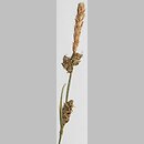 Carex globularis (turzyca kulista)
