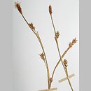 Carex vaginata (turzyca luźnokwiatowa)