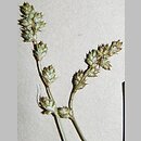 Carex brunnescens ssp. vitilis (turzyca brunatna)