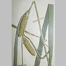 Carex rhynchophysa (turzyca gładkodzióbkowa)