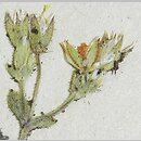 Cerastium pumilum s.str. (rogownica drobna)